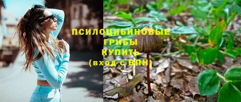 Псилоцибиновые грибы Psilocybe  Ивдель 